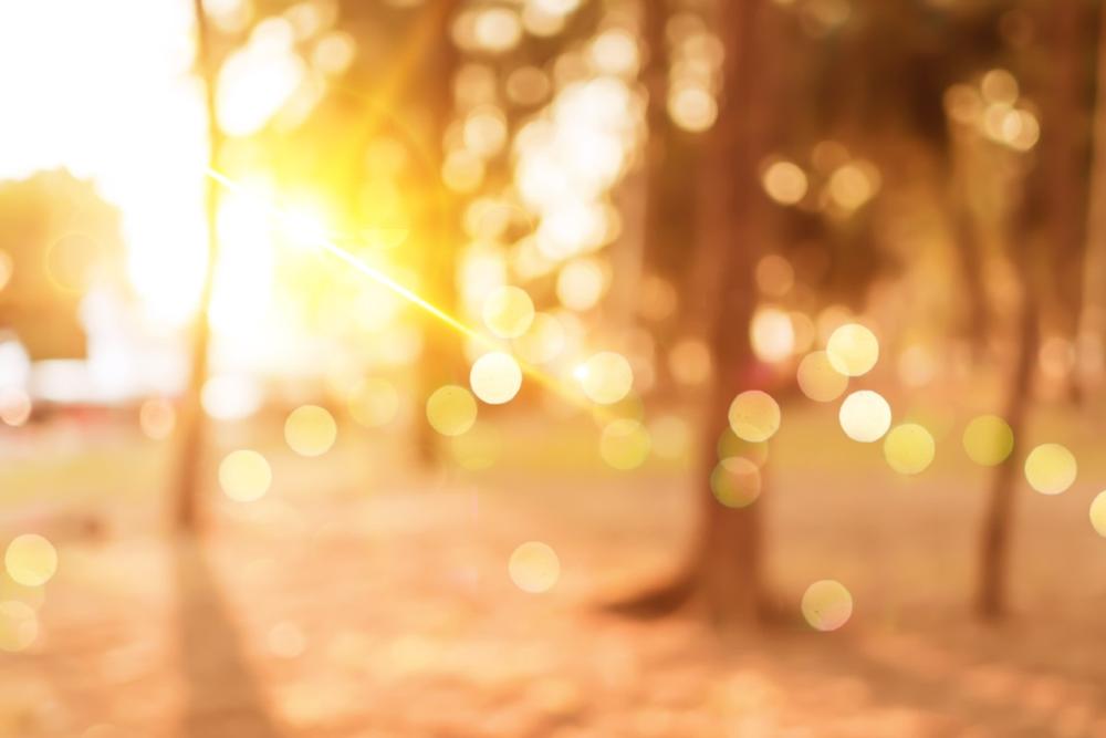 Stroll, Picnic, or Play at Family-Friendly Wright Park