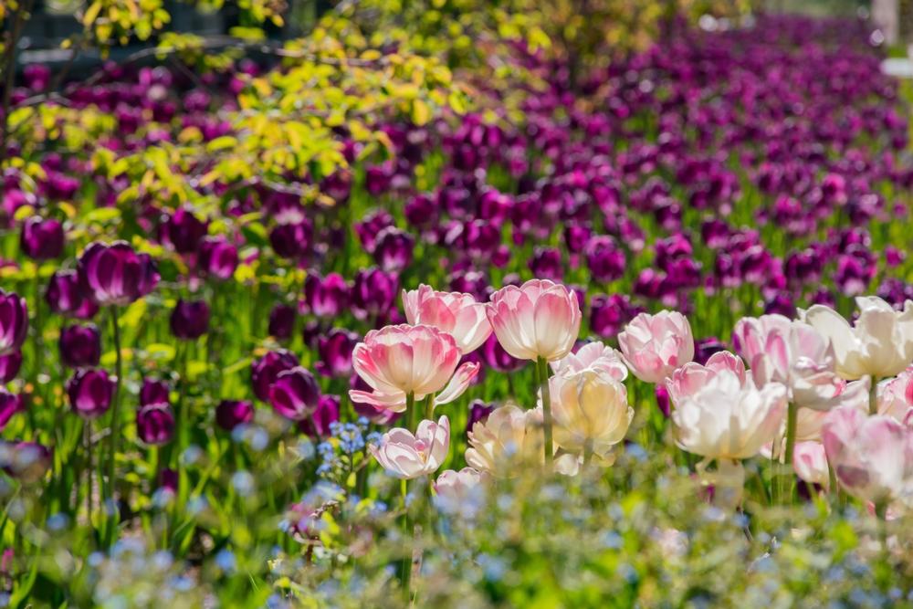 Stroll through Denver Botanic Gardens Chatfield Farms