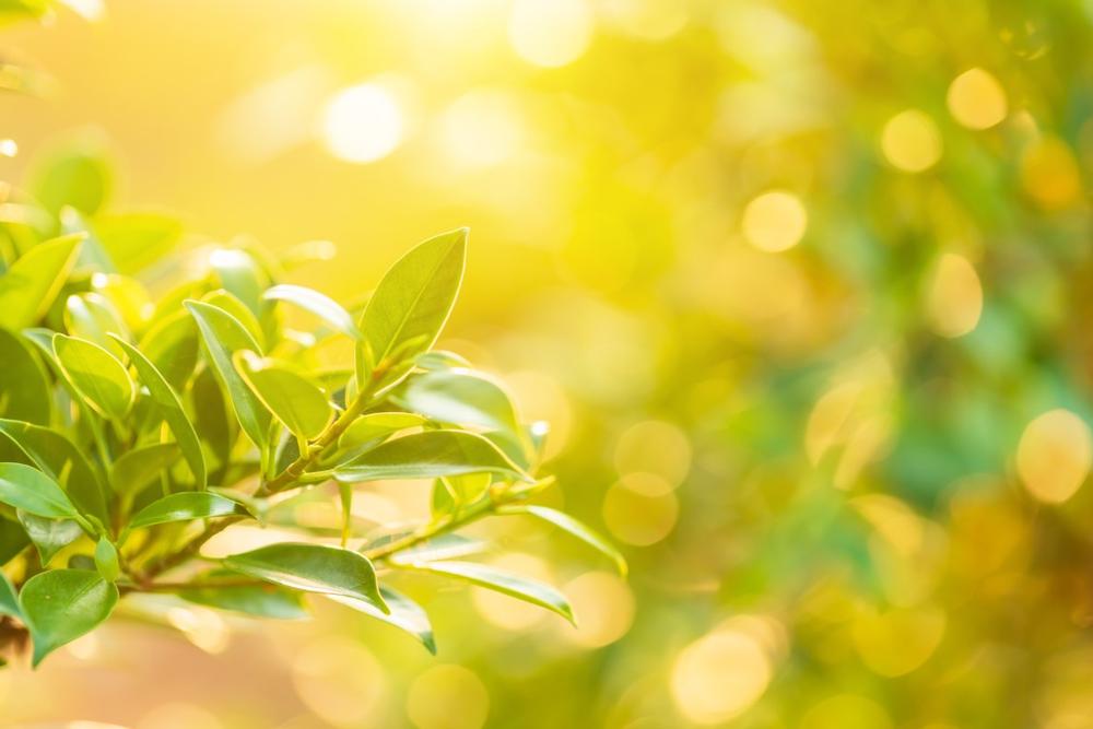 Stroll Through Seasonal Blooms at Lawson Gardens