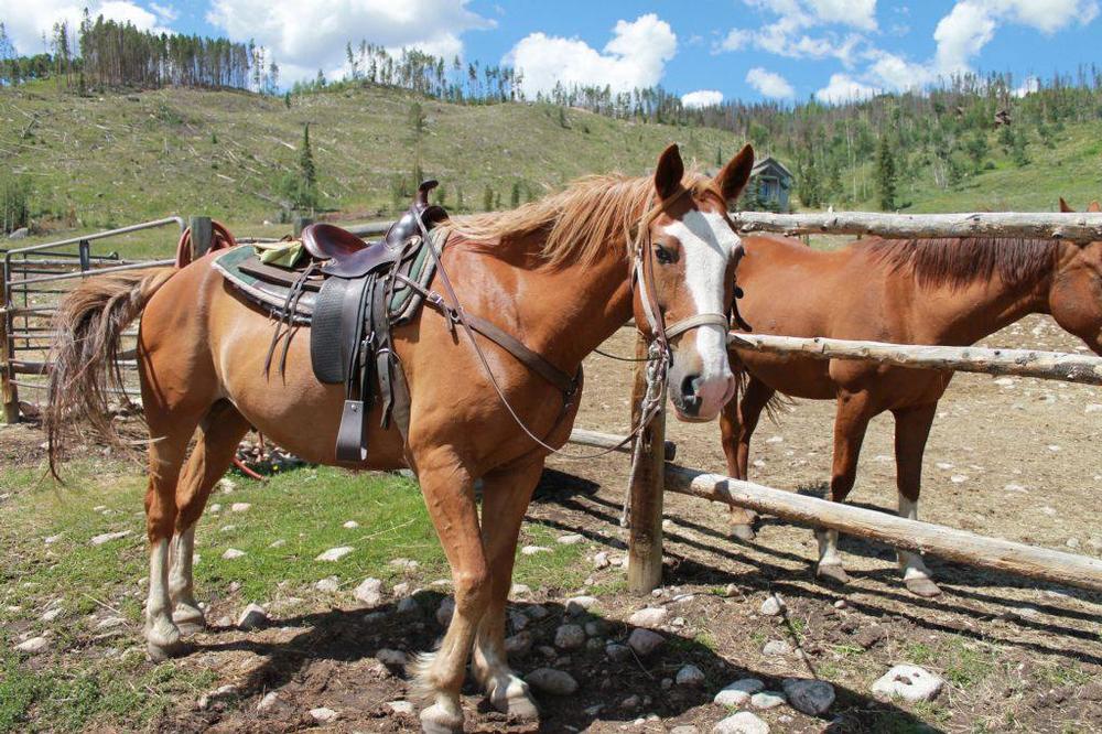 Track Wildlife and Wonder with Gore Range Outfitters
