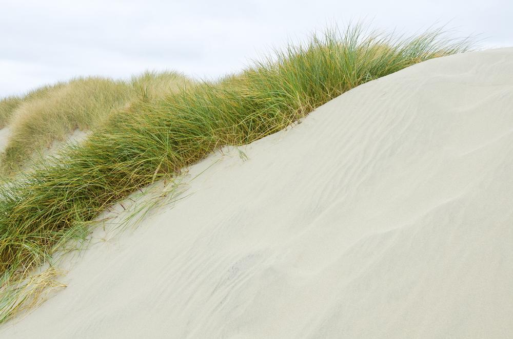 Trek Through Sandswept Silence on the John Dellenback Dunes Trail