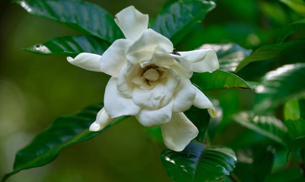 Walk Shaded Trails and Native Plant Gardens at Davis Arboretum