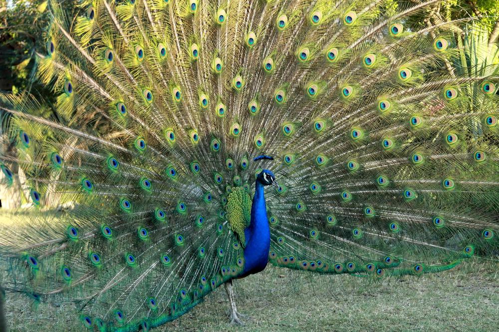 Wander Through Gardens and Spot Peacocks at Mayfield Park