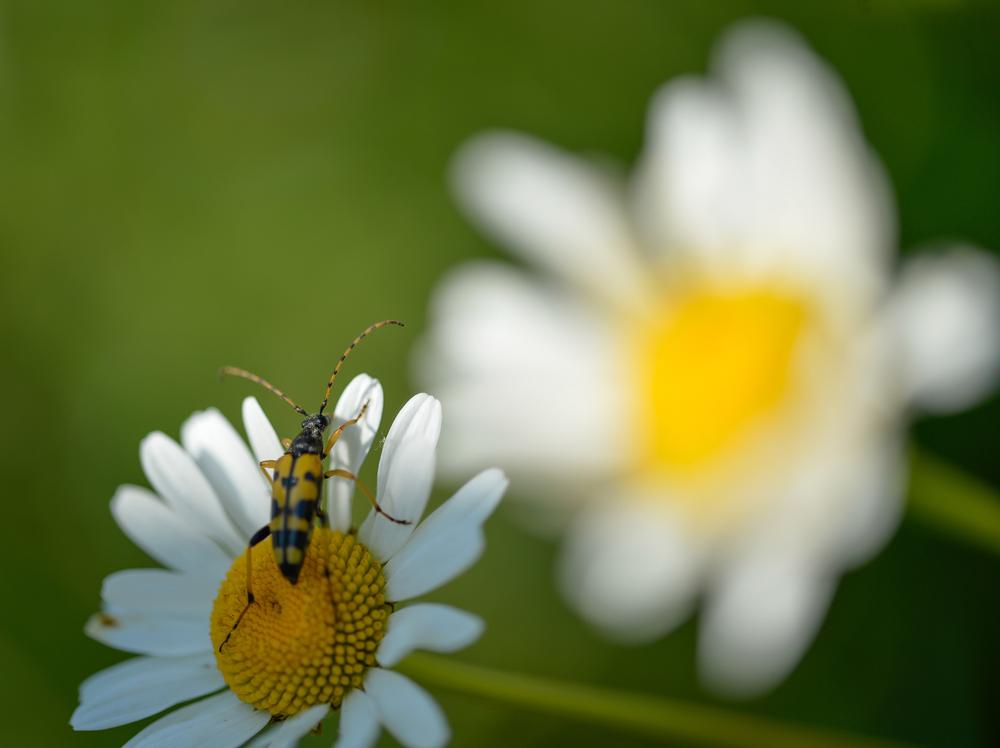 Take a walk through Northland Arboretum