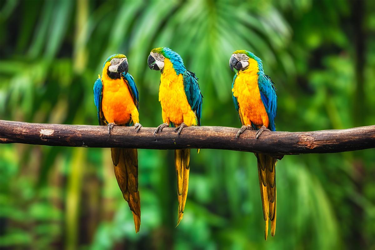 Watch a live show at Jungle Island