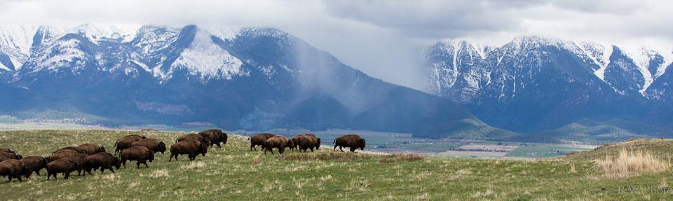 Drive along scenic routes to see herds of bison roaming Montana’s vast landscapes.