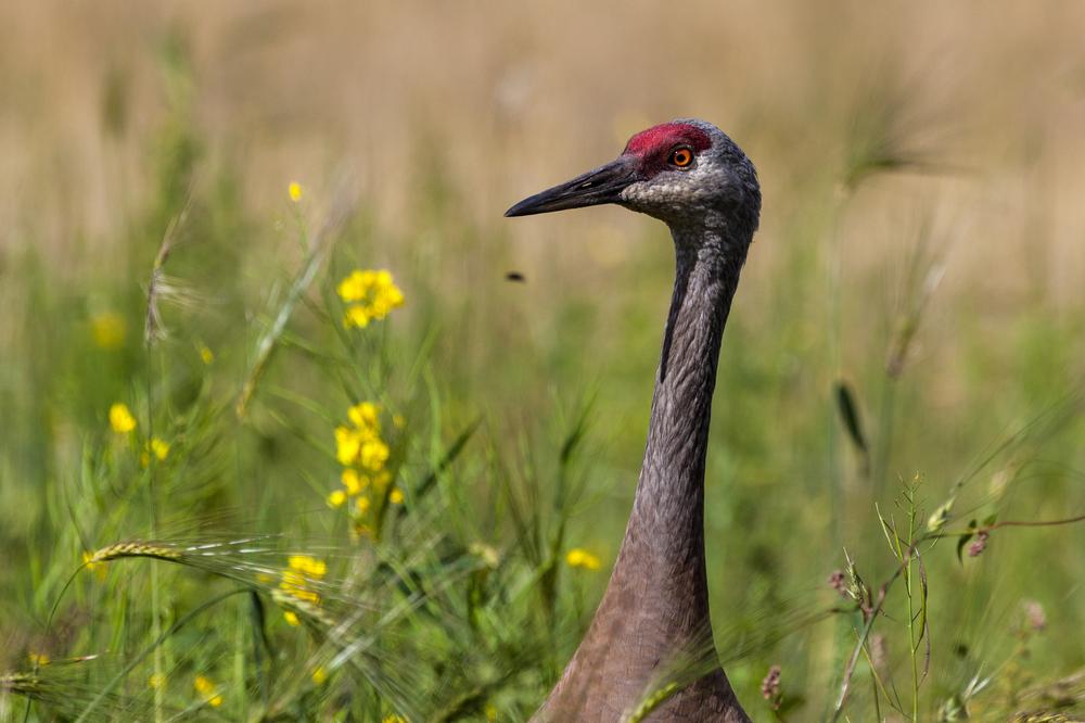 Witness Wildlife Migration at Creamer's Field Migratory Waterfowl Refuge
