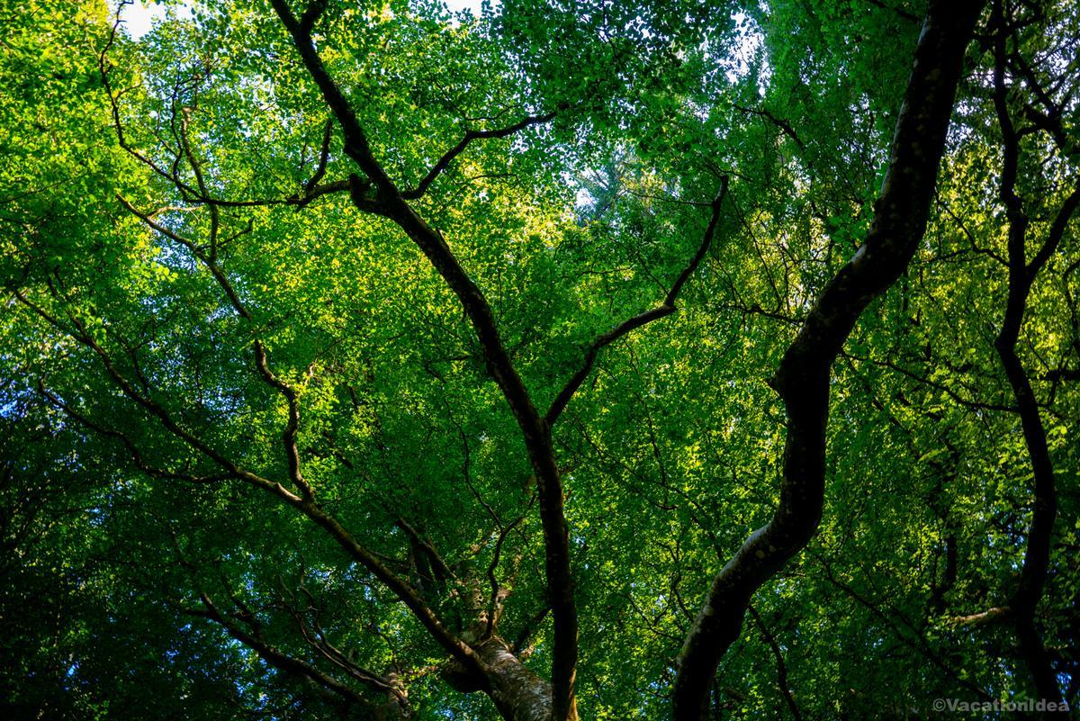 I took this photo of old trees