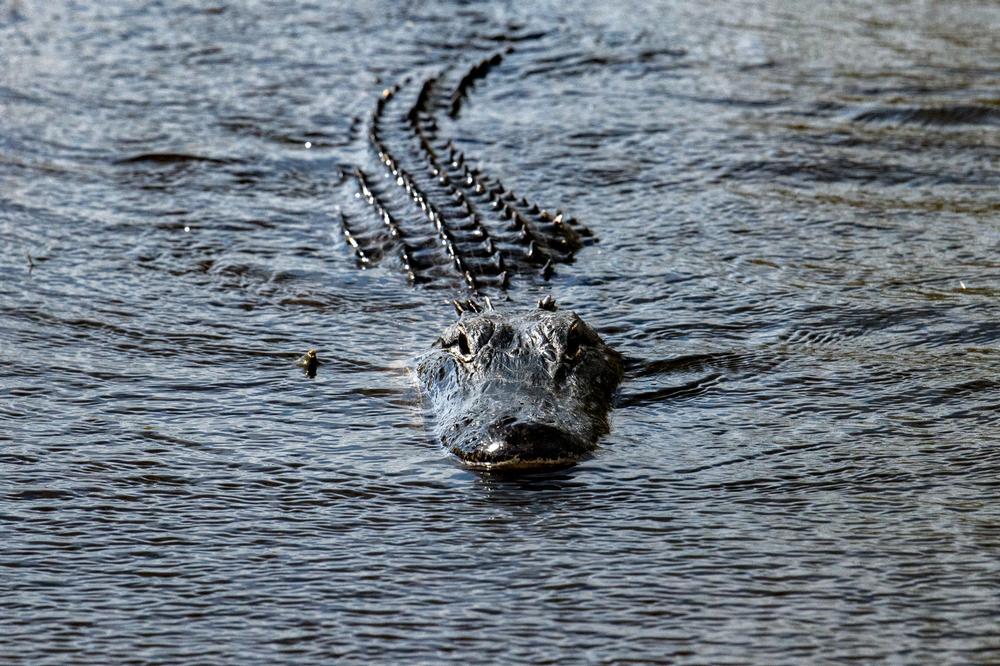 Alligator Alley