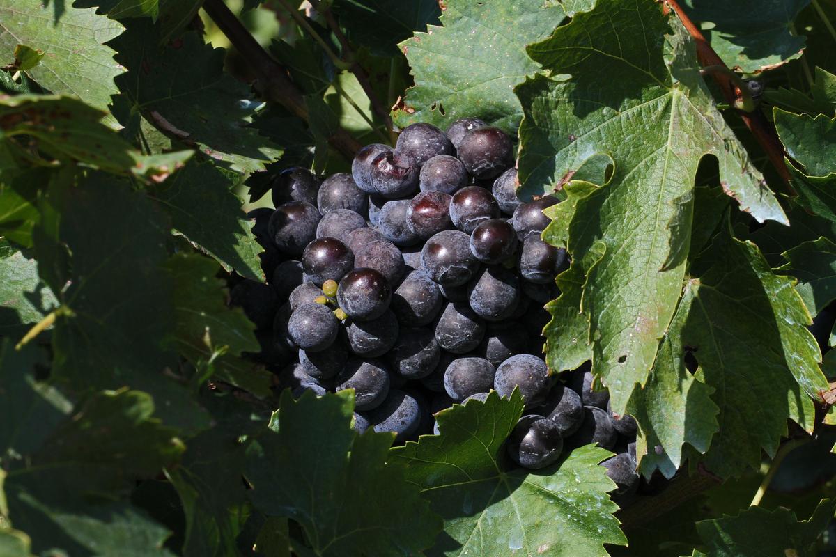 Defiance Ridge Vineyards in Missouri