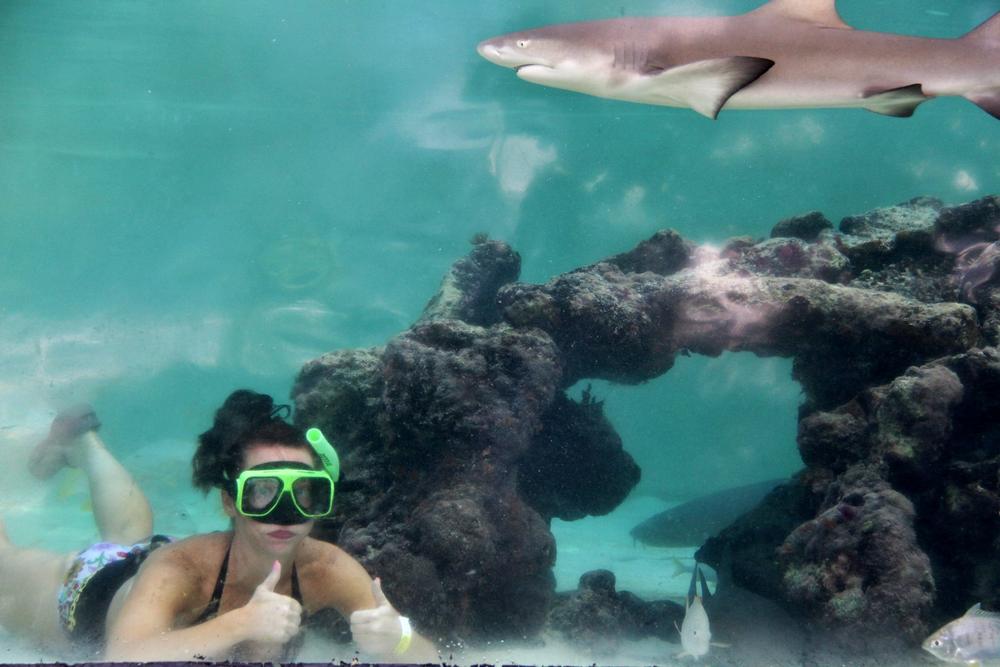 Discover Marine Life Up Close at Coral World Ocean Park