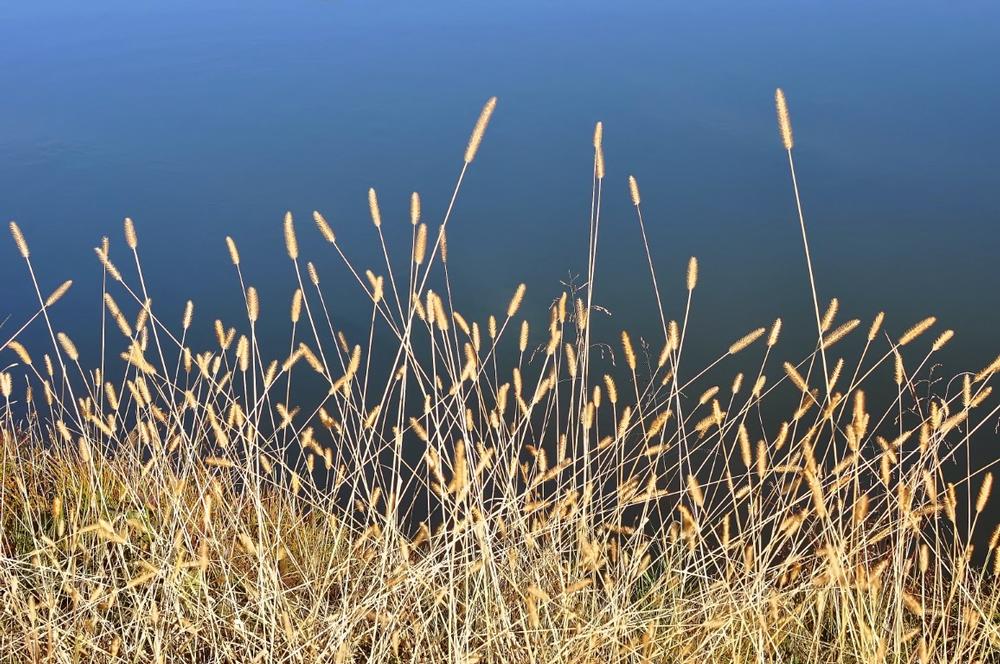 Discover Native Wetlands at Jackson-Frazier Wetlands