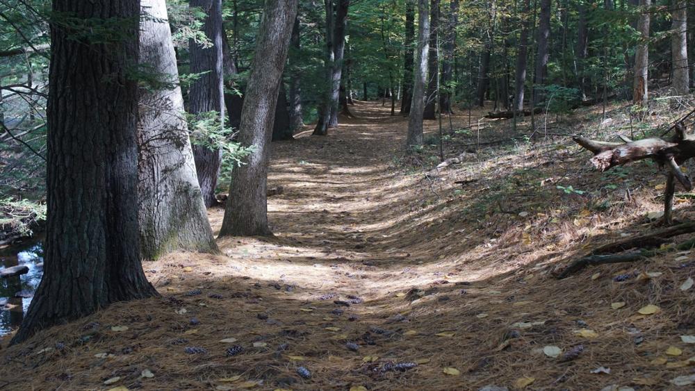 Escape Into Quiet Woodlands at Paugnut State Forest