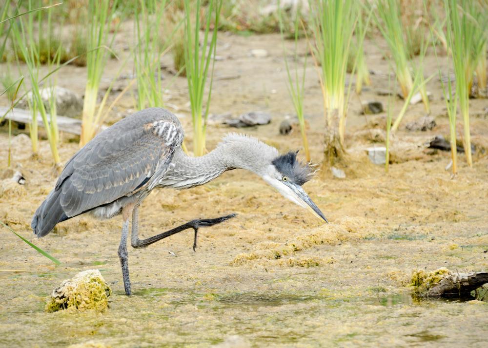 Explore Untouched Beauty at Coal Oil Point Natural Reserve