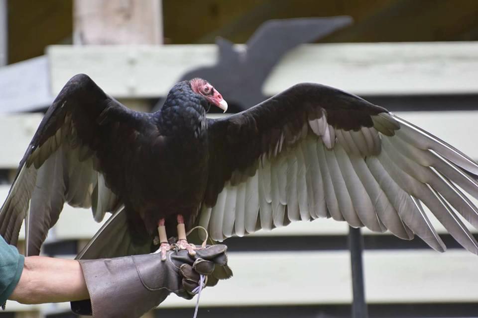 Discover birds of prey up close and explore nature trails through beautiful woodlands.