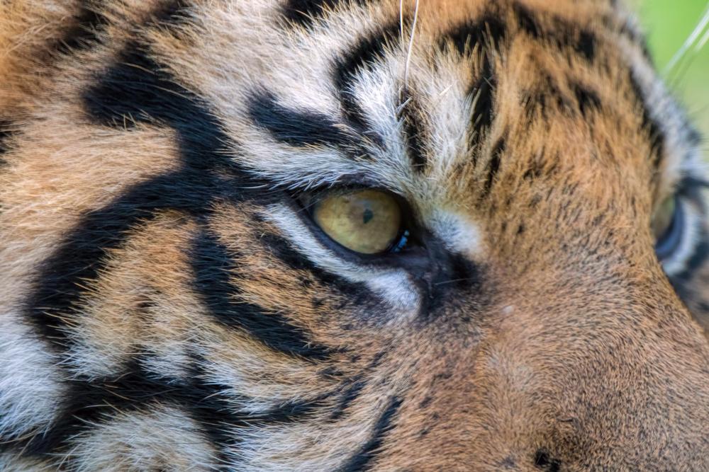 See rescued tigers and learn about wildlife conservation on this unusual tour.