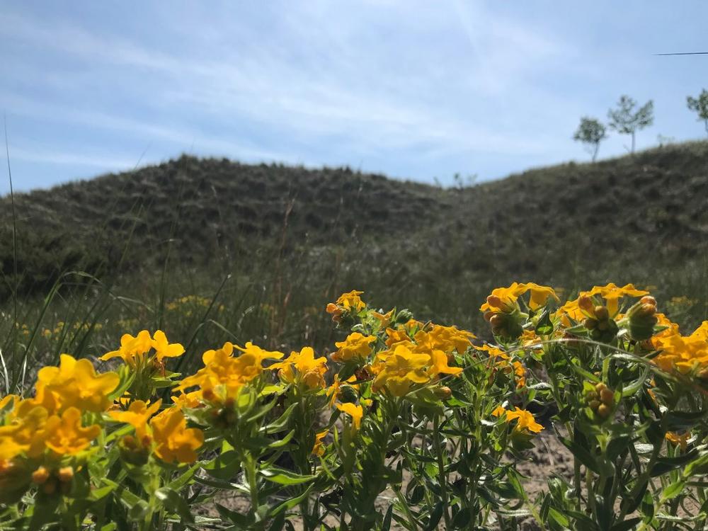 Hike Scenic Dunes and Spot Wildlife at Kitchel Lindquist Dunes Preserve
