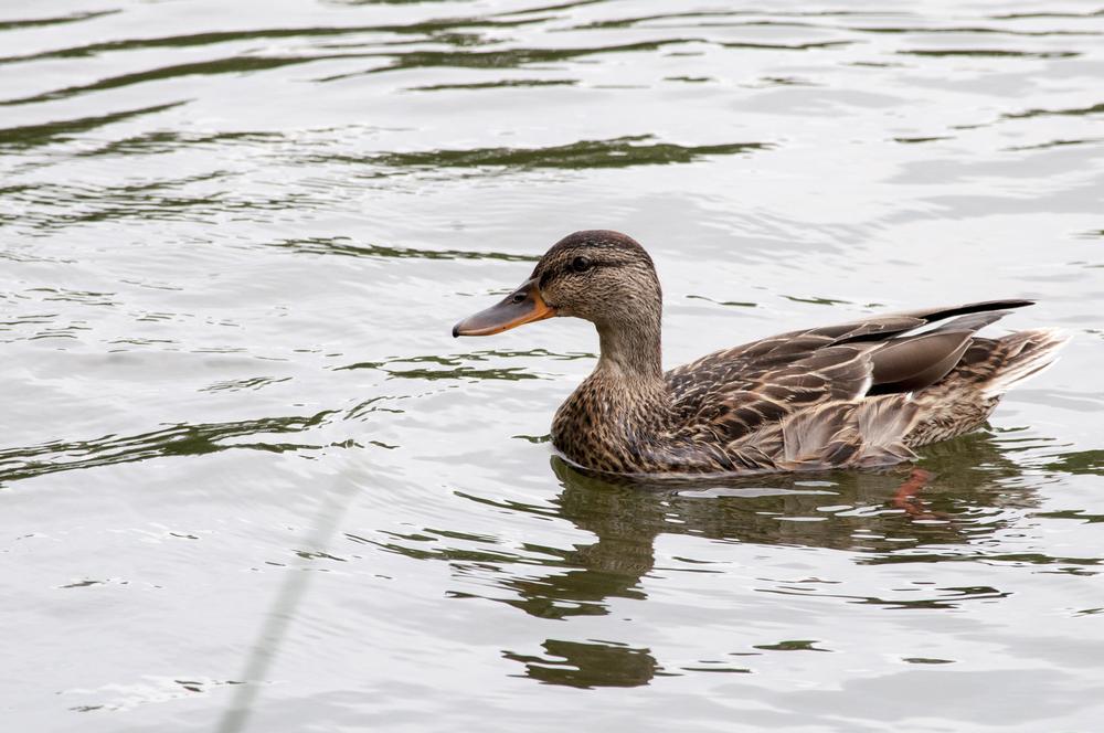 If Scenic Trails and Lakeside Picnics Call You, Relax at Lake Atalanta