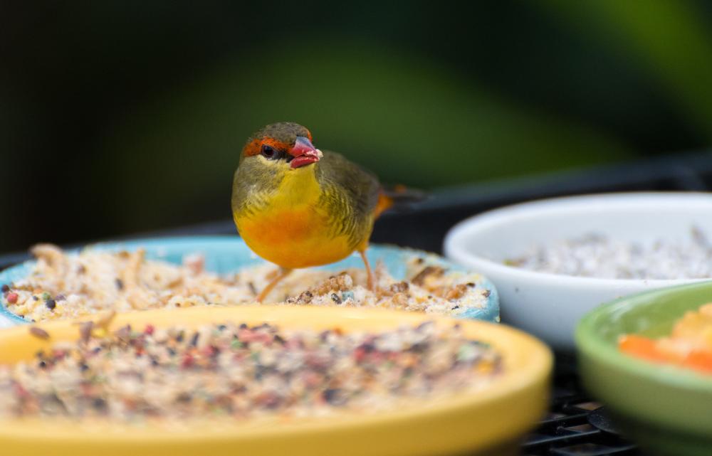 If You Care About Wildlife Rescue, Visit the Florida Keys Wild Bird Sanctuary and Rehabilitation Center