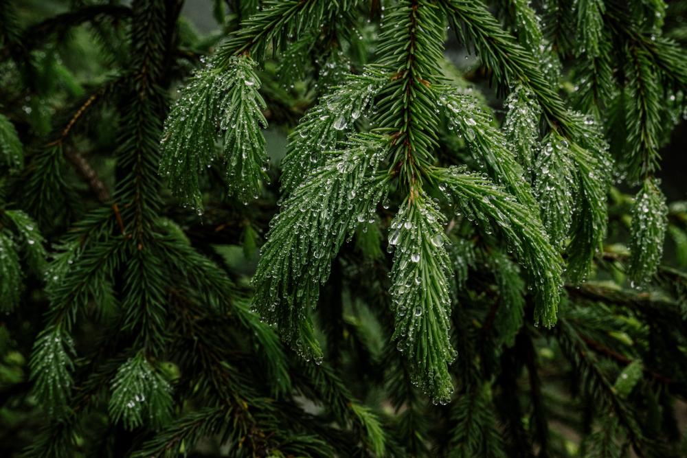 If You Love Gardens and Nature Walks, Explore the Beauty of Laurelwood Arboretum