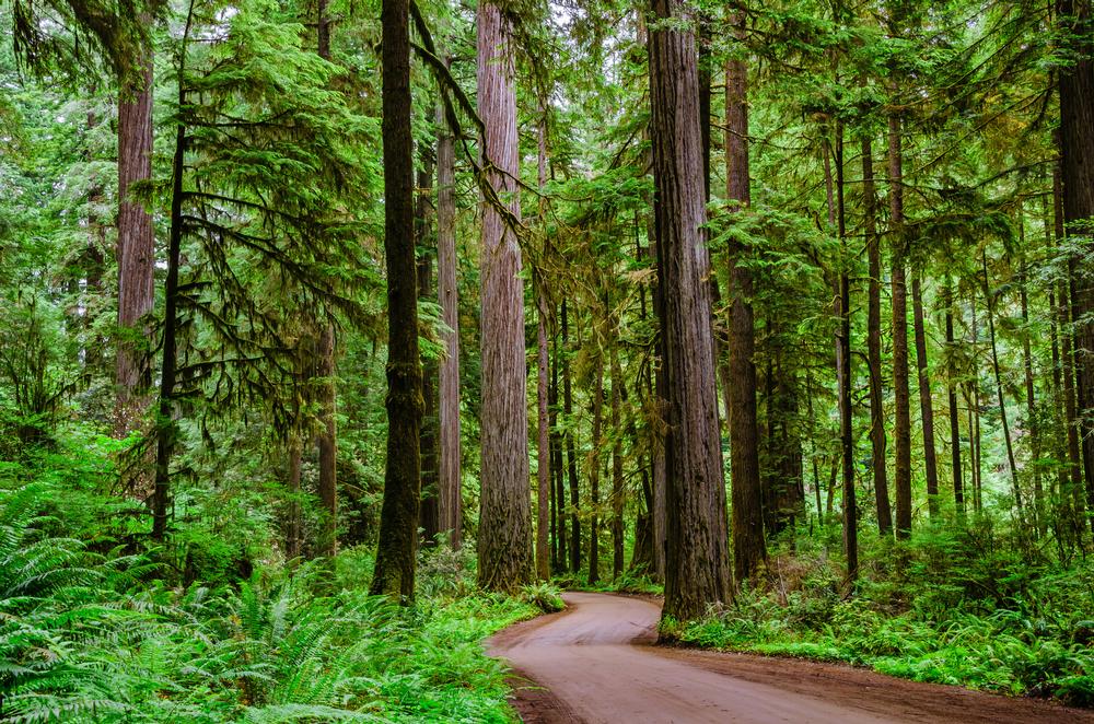 If You’re Ready for a Family-Friendly Hike, Try the Boy Scout Big Tree Trail