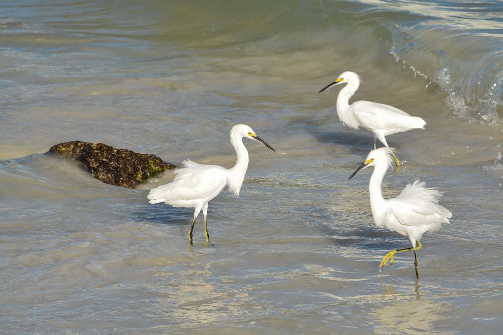 John’s Pass Beach - 50 minutes from Tampa