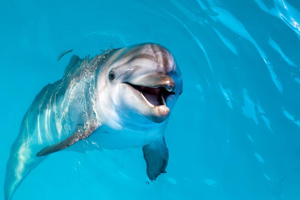 Learn, Love, and Help Protect at Dolphins Plus Marine Mammal Responder