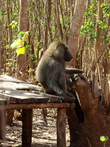 Lilongwe Wildlife Center