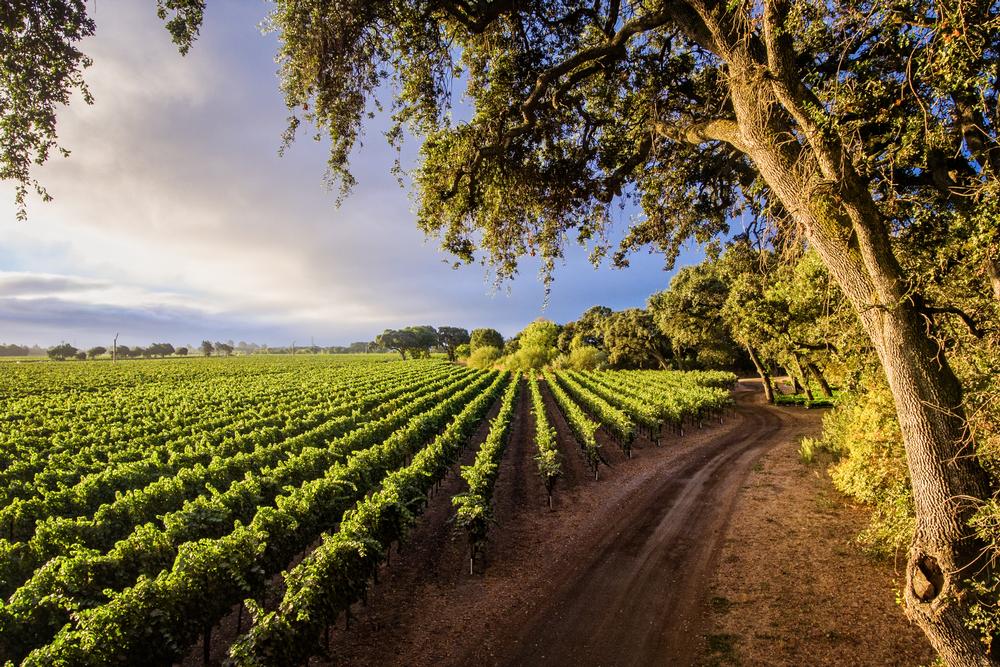 Pedal Through Vineyards and Scenic Roads with Napa Valley Bike Tours