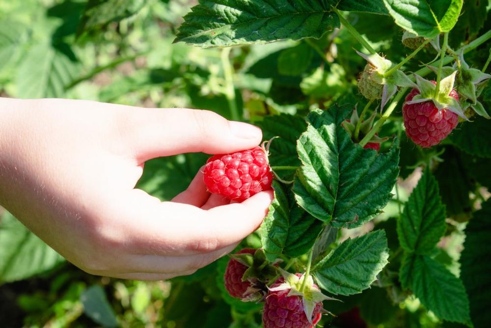 Pick Fresh Fruit and Savor Country Charm at Crooked Run Orchard