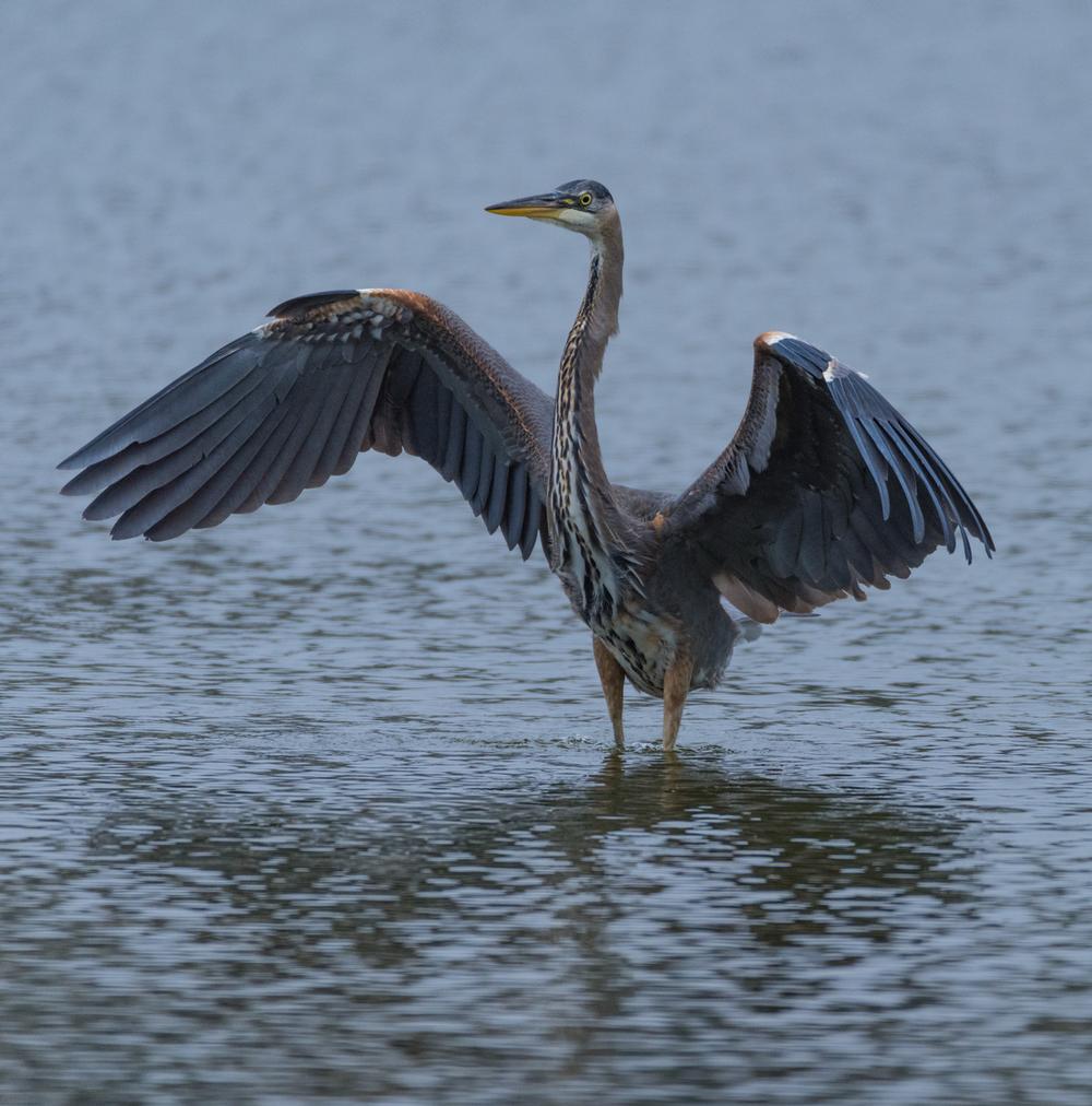Picnic, Walk, or Watch the Sunset at Miller Knox Regional Shoreline