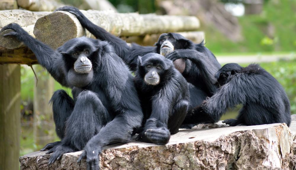 Roam Free With Exotic Wildlife at Ireland’s Beloved Fota Wildlife Park