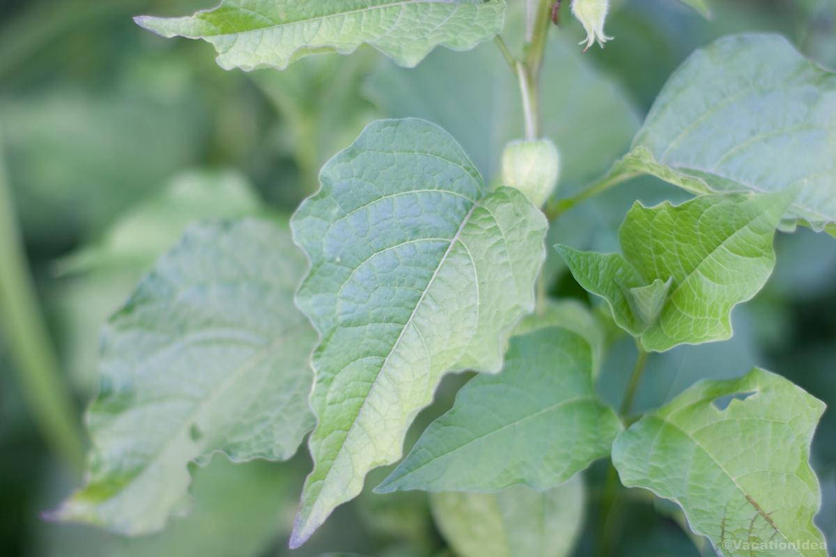 My photo of foliage outside