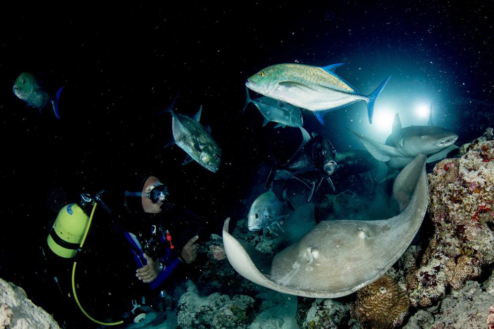 See the Reef Come Alive on a Night Dive with Coki Diving Center