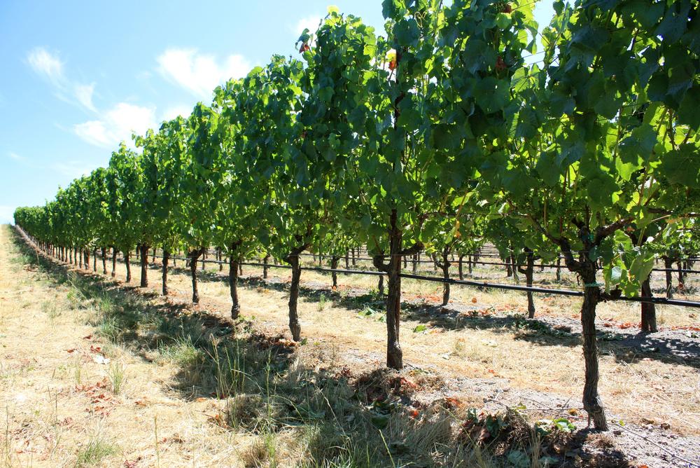 Sip Cool-Climate Wines at Sonoma Coast Vineyards