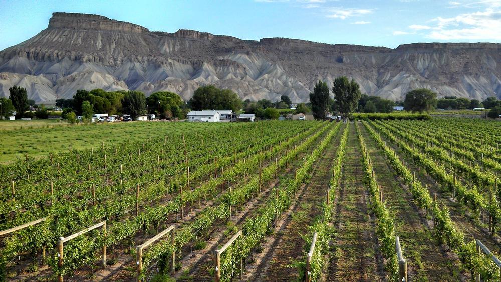Sip Wine at Red Fox Cellars