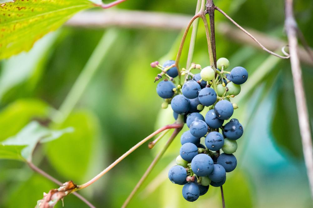 Sip Wine in a Vineyard Setting at Great Bear Vineyards