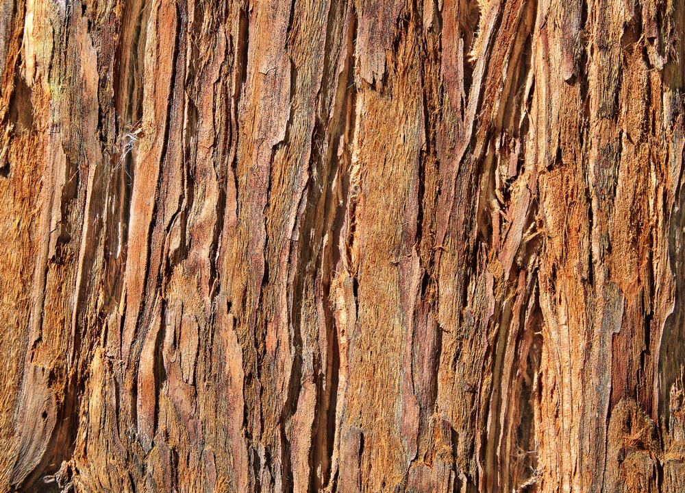 Snap a Quirky Roadside Photo at the World's Largest Redwood Tree Service Station