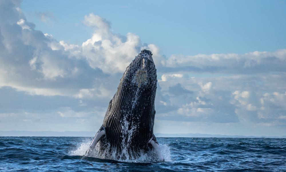 Spot Majestic Whales on a Marina del Rey Whale Watching Tour
