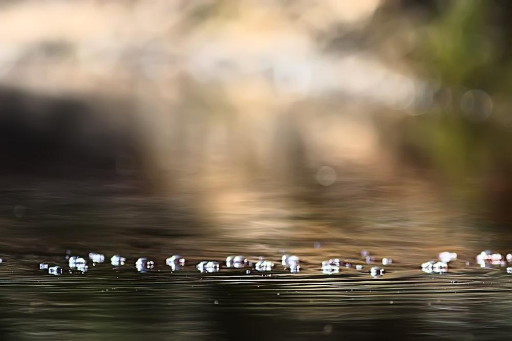 Spot Wildlife and Stroll Trails at Dahl Wildlife Sanctuary