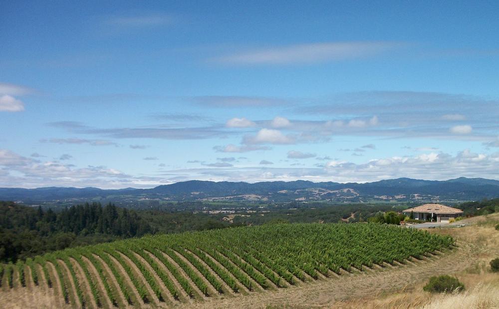 Take a guided tour of Calluna Vineyards