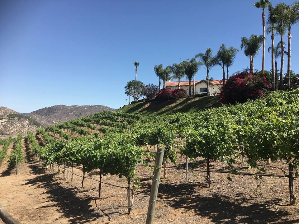 Taste Boutique Wines at Estate d'Iacobelli Winery
