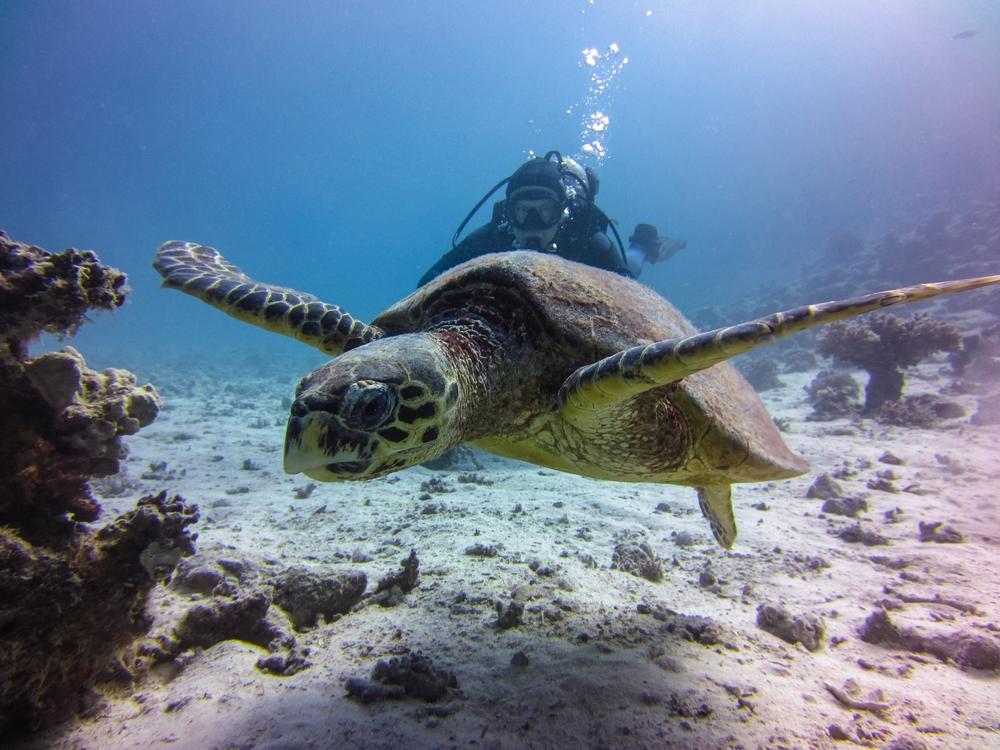 The lure of Hawaii’s underwater wonderland