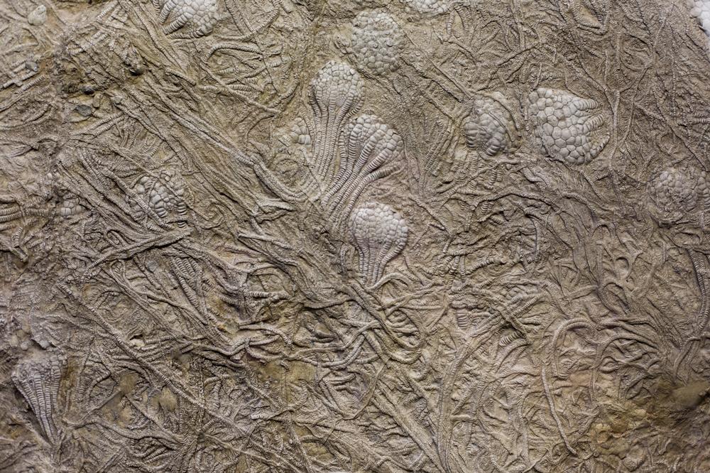 Walk Ancient Coral at Windley Key Fossil Reef Geological State Park