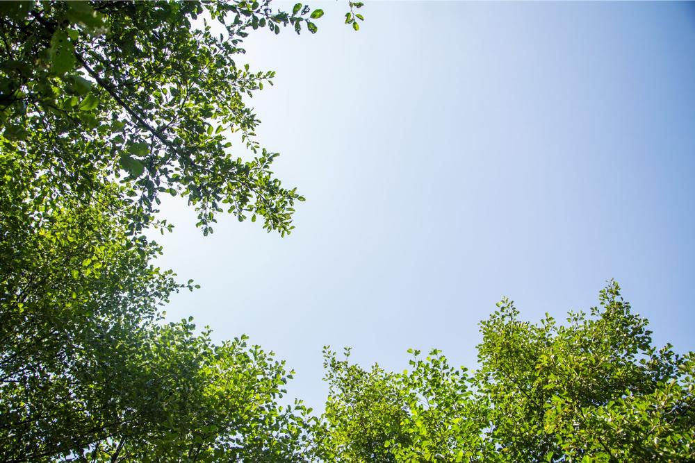 Walk the Woods at Ball’s Bluff Battlefield Regional Park