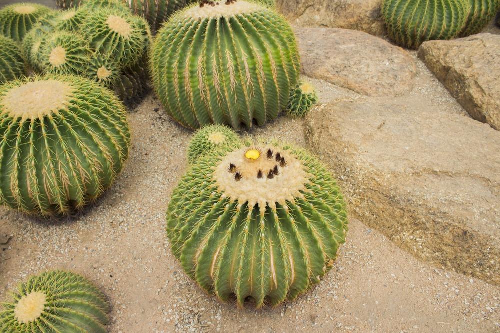 Wander Among Stunning Desert Plants at the Desert Botanical Garden