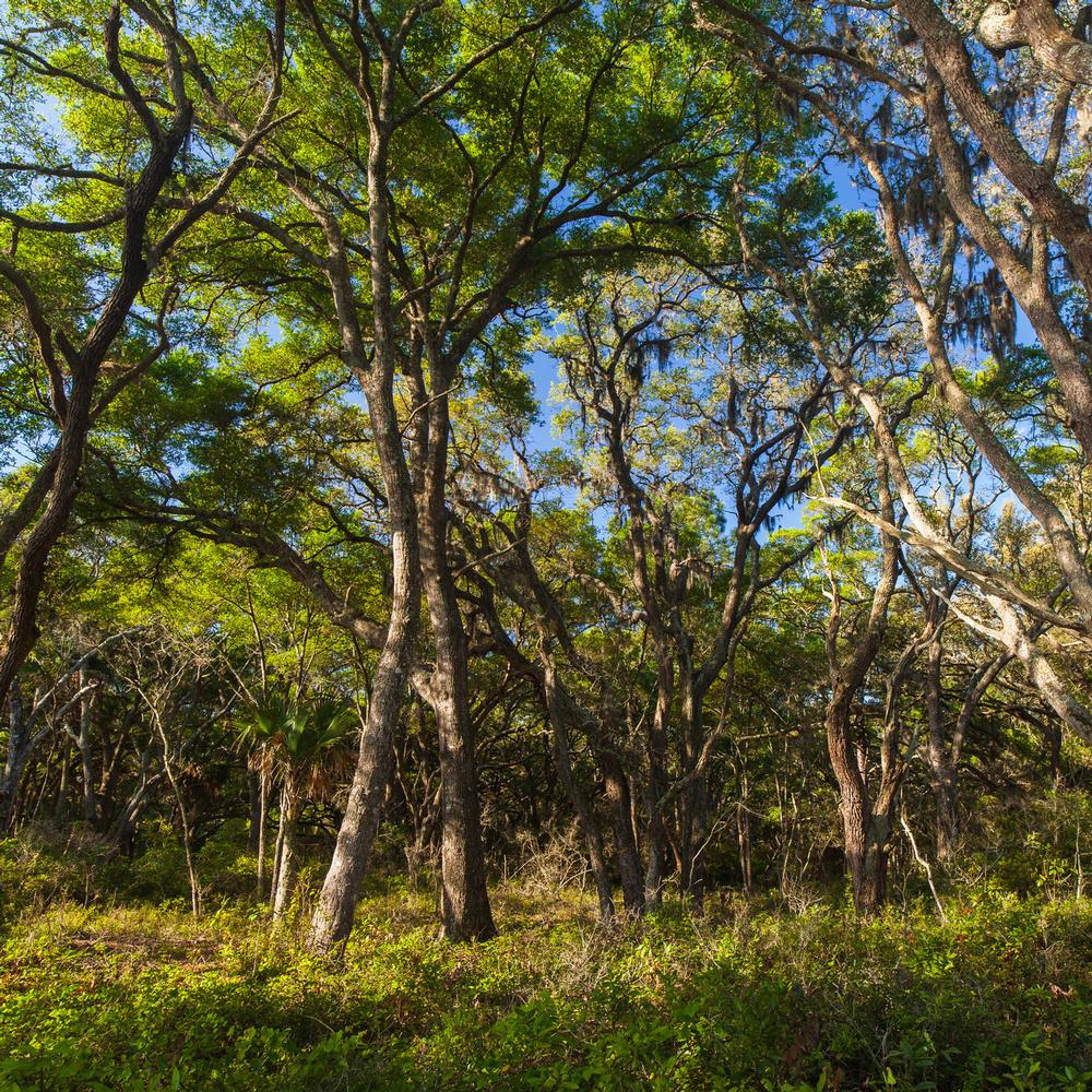 Wander Peaceful Trails at the Oak Tree Nature Preserve