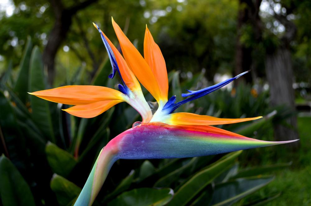 Wander Through Lush Landscapes at Heathcote Botanical Gardens