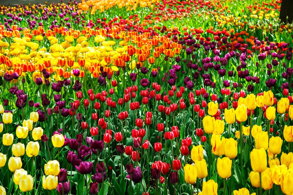 Wander Through Stunning Botanical Landscapes at Garvan Woodland Gardens