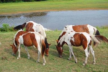 Assateague Island | Virginia State Parks